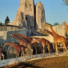 1 Parc Zoologique de Paris (Paris Zoological Park)